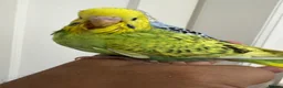 Conures birds for sale: Green check conures tamed - Advert 14