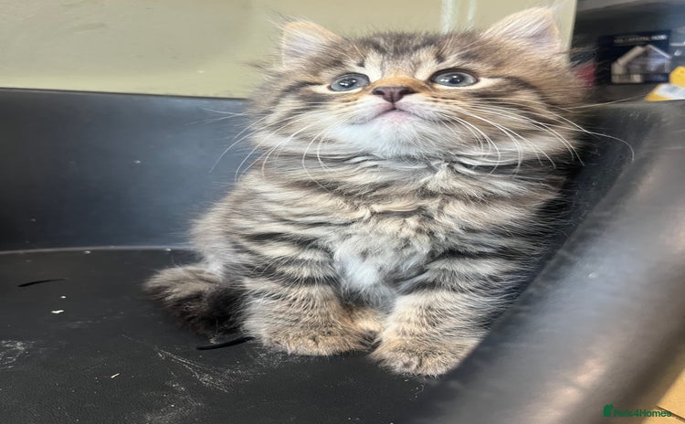 Mixed Breed cats - Advert 5