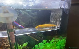 Loaches fish for sale: Golden sucking loach  - Image 1