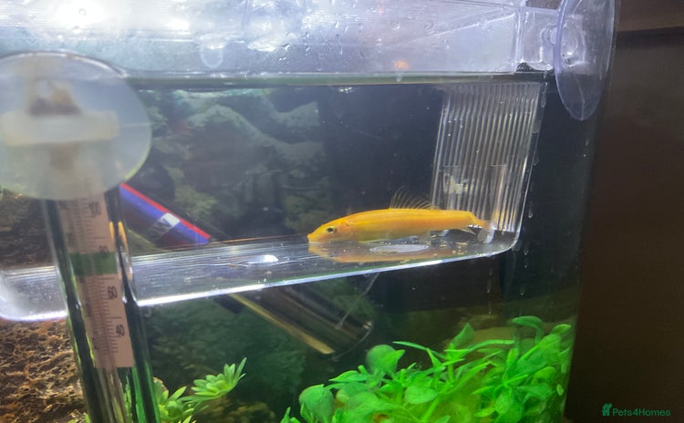 Loaches fish - Advert 2