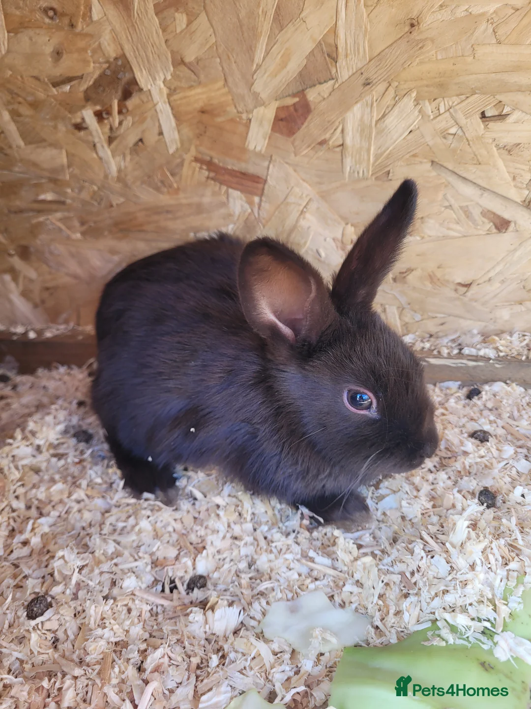 Mixed Breed rabbits for sale: Havana baby rabbits  - Advert 1