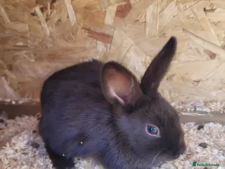 Mixed Breed rabbits Havana baby rabbits - Advert 12