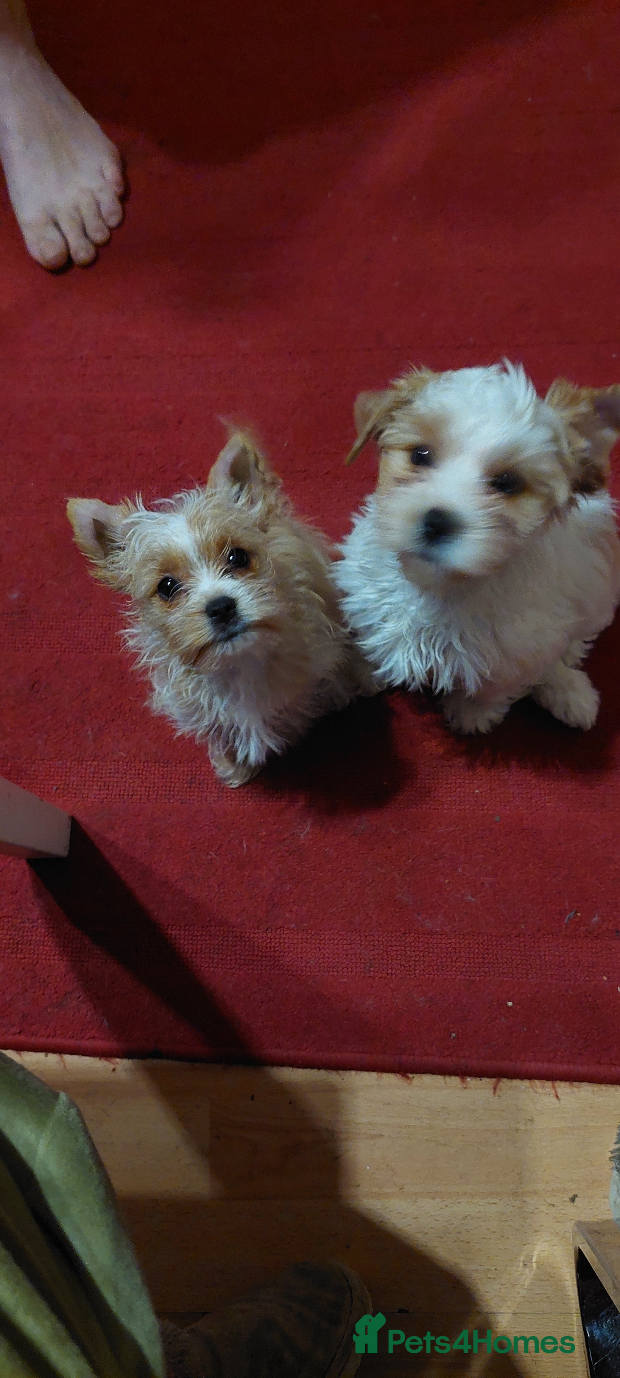 Yorkshire Terrier dogs wonderful puppies yorkshire terrier - Advert 4