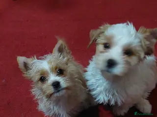 Yorkshire Terrier dogs wonderful puppies yorkshire terrier - Advert 4
