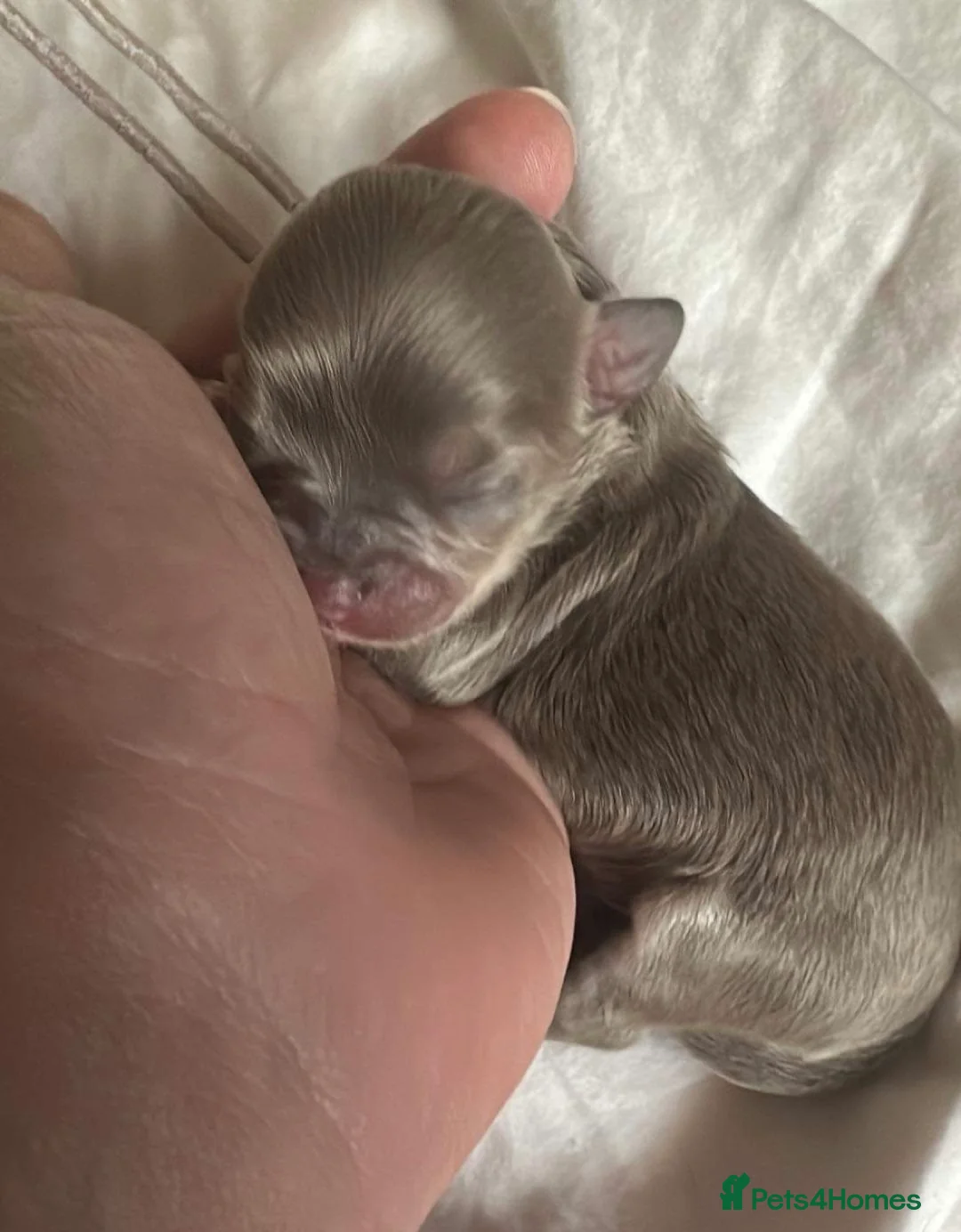 Chihuahua dogs for stud: kc lilac long haired chihuahua for Stud in South Shields - Advert 18