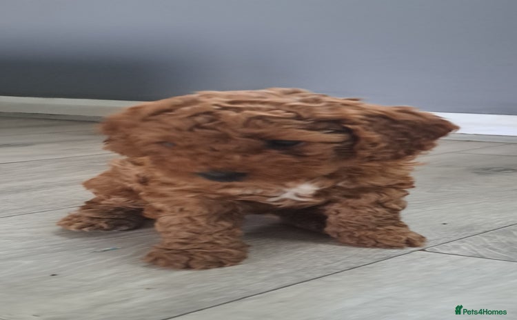 Cockapoo dogs - Advert 2