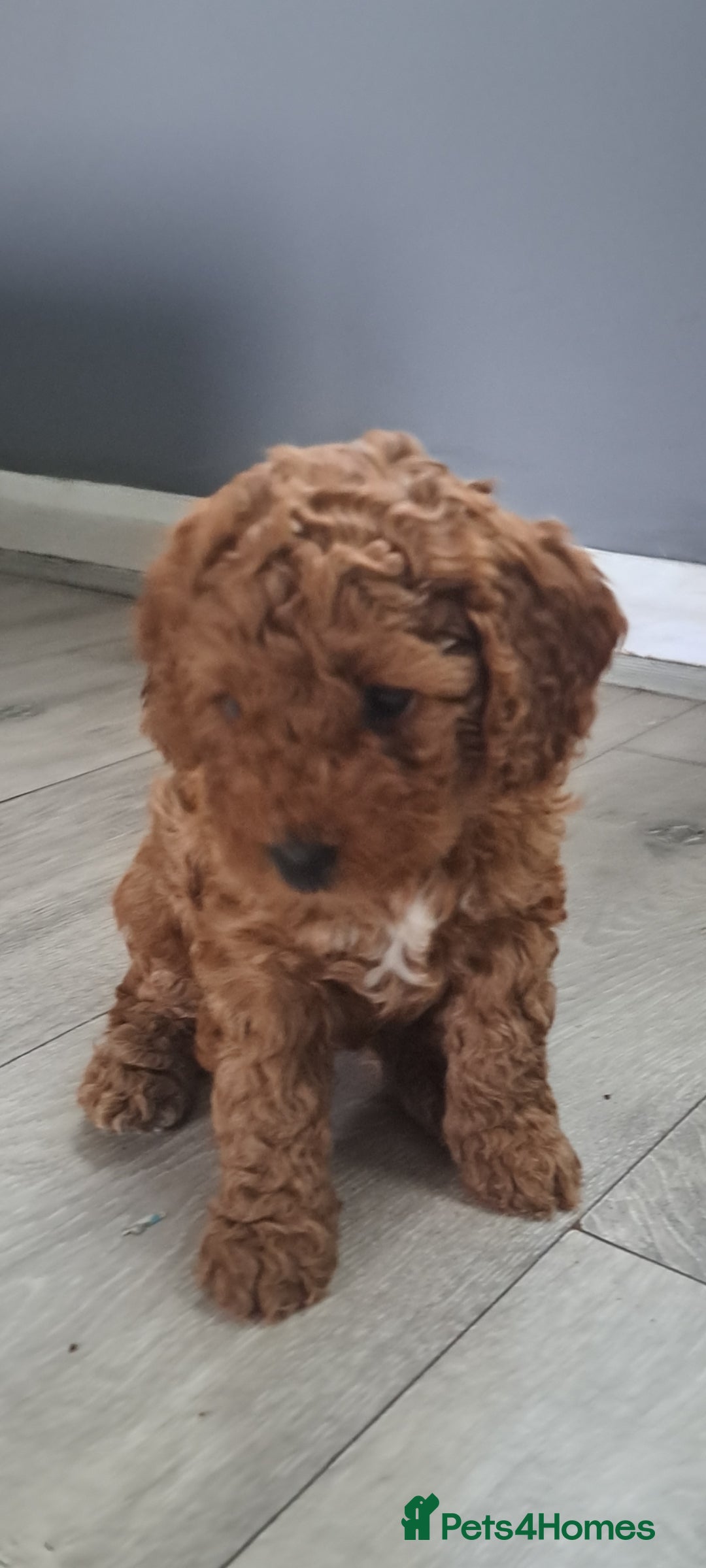 Cockapoo dogs for sale: Beautiful toy cockapoos - Image 1