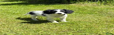 Cockalier 1