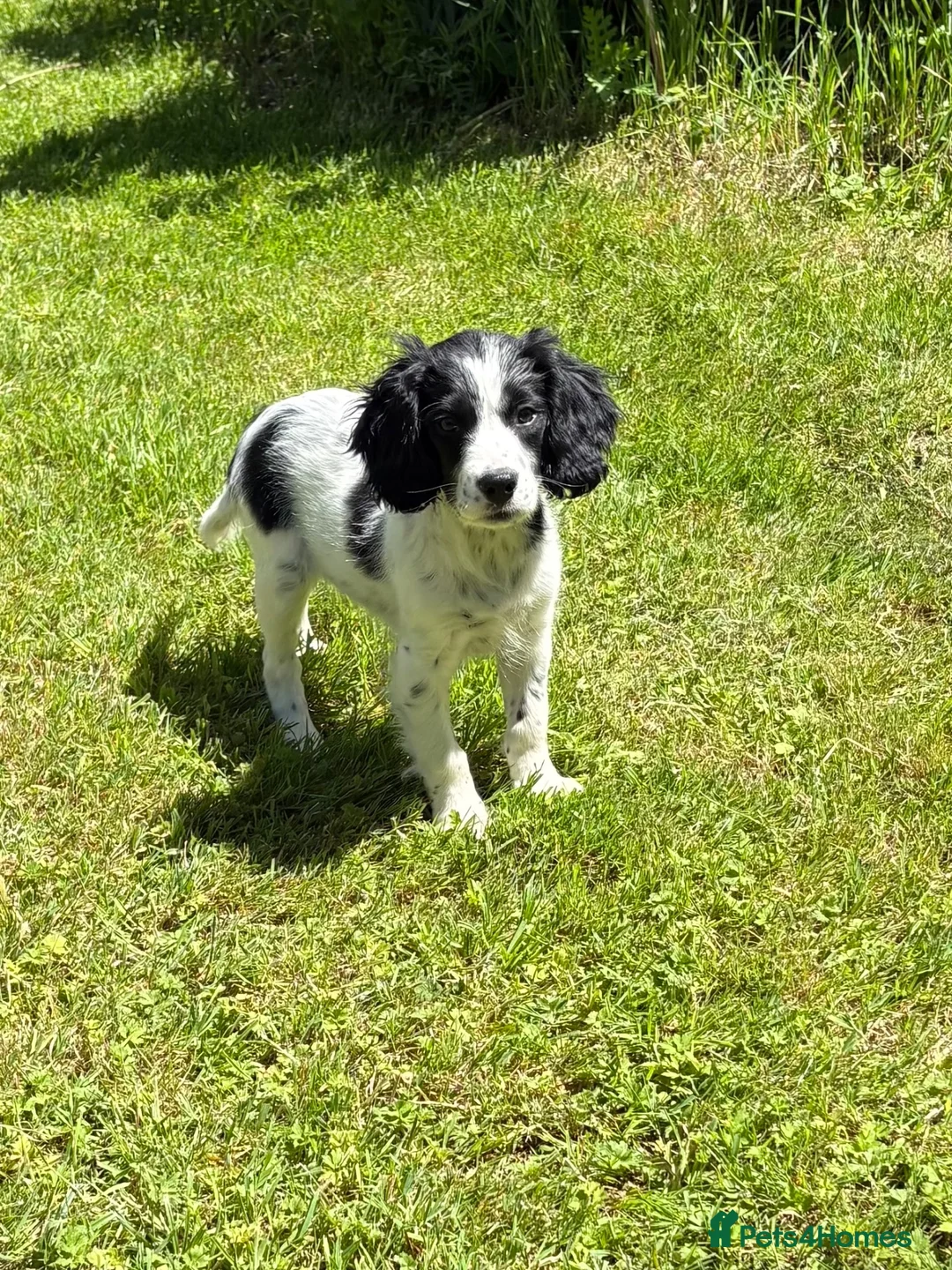 Cockalier dogs for sale: Gorgeous Covkalier puppies! - Advert 2
