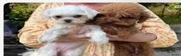 Maltipoo dogs for sale: Micro tiny F1 Maltipoo puppies 🩷 3 Girls.  - Advert 2