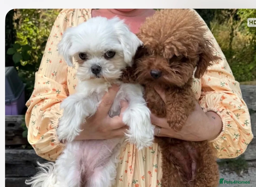 Maltipoo dogs for sale: Micro tiny F1 Maltipoo puppies 🩷 3 Girls.  - Advert 2