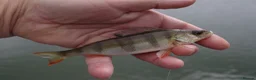 Minnows fish for sale: Native Coarse Fish: Perch, Roach, Rudd, Bream  etc - Advert 3