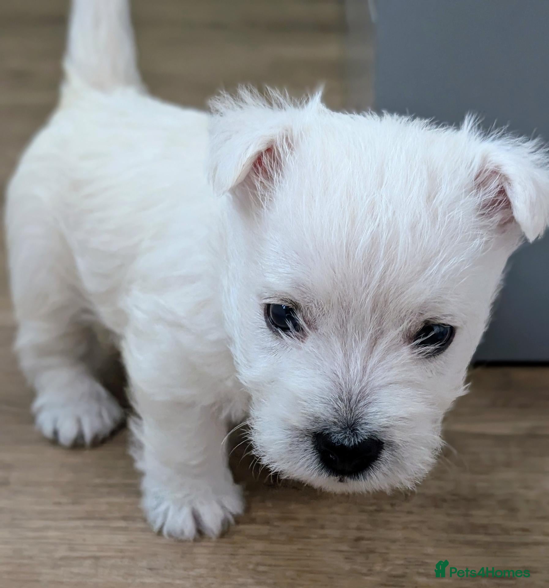 West Highland Terrier dogs Only 1 lovely KC register girl available! - Advert 14