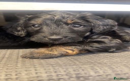 Cockapoo dogs for sale: Beautiful F1B Cockerpoos🐶 - Image 23