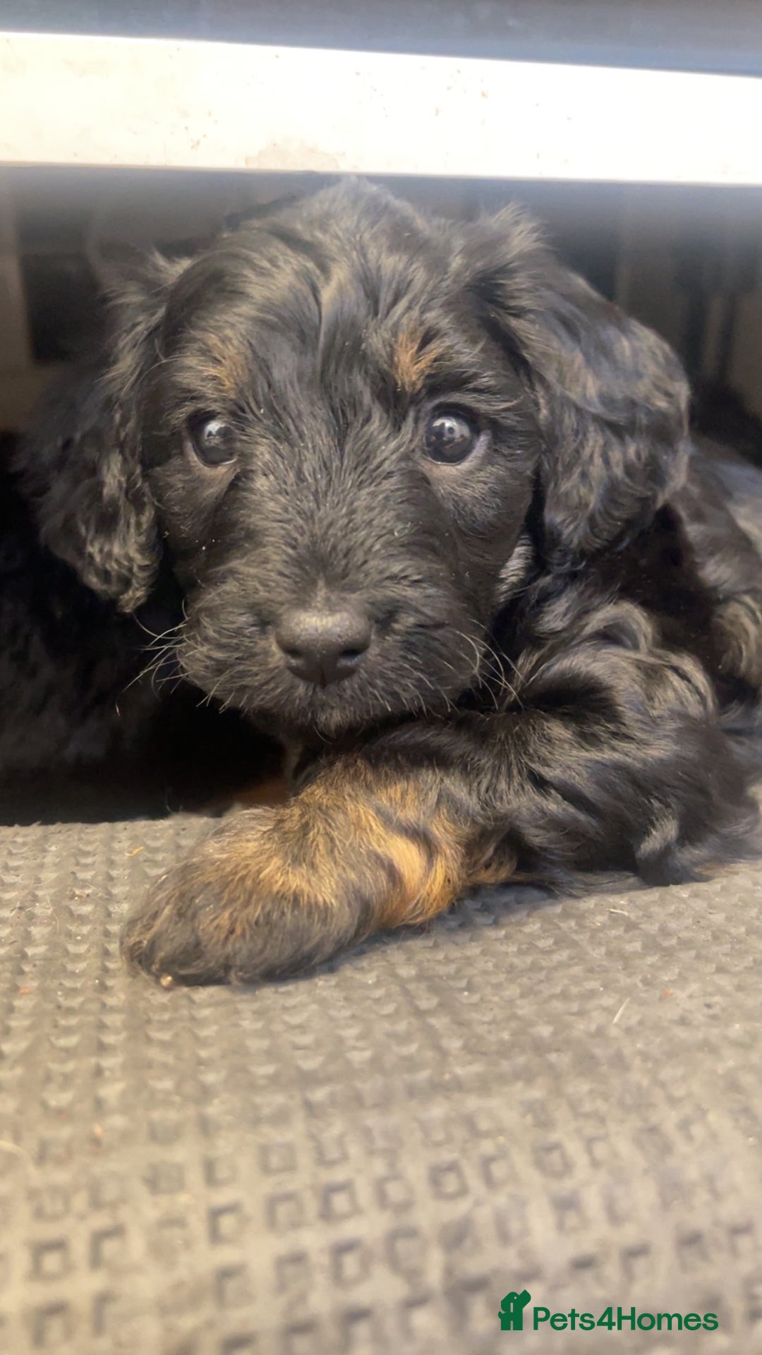 Cockapoo dogs for sale: Beautiful F1B Cockerpoos🐶 - Image 23