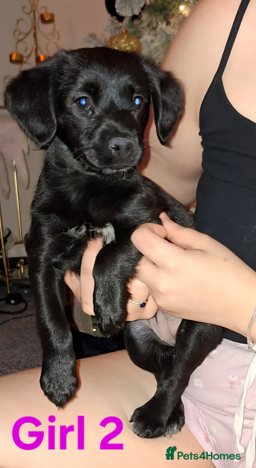 Mixed Breed dogs for sale: LAST 2 LITTLE GIRLS. COCKERANIANS.💥 - Advert 5