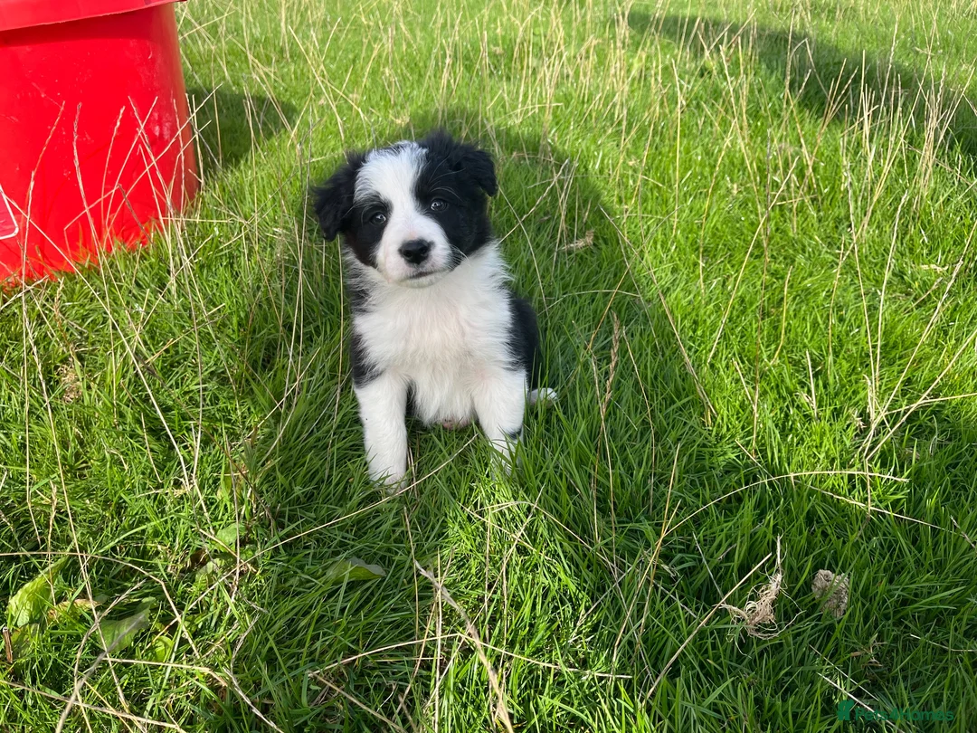 Border Collie dogs for sale: Mr Hefin Jones  in Corwen - Advert 4