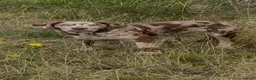 Labradoodle dogs for sale: F2B Labradoodle in Glenrothes - Advert 2