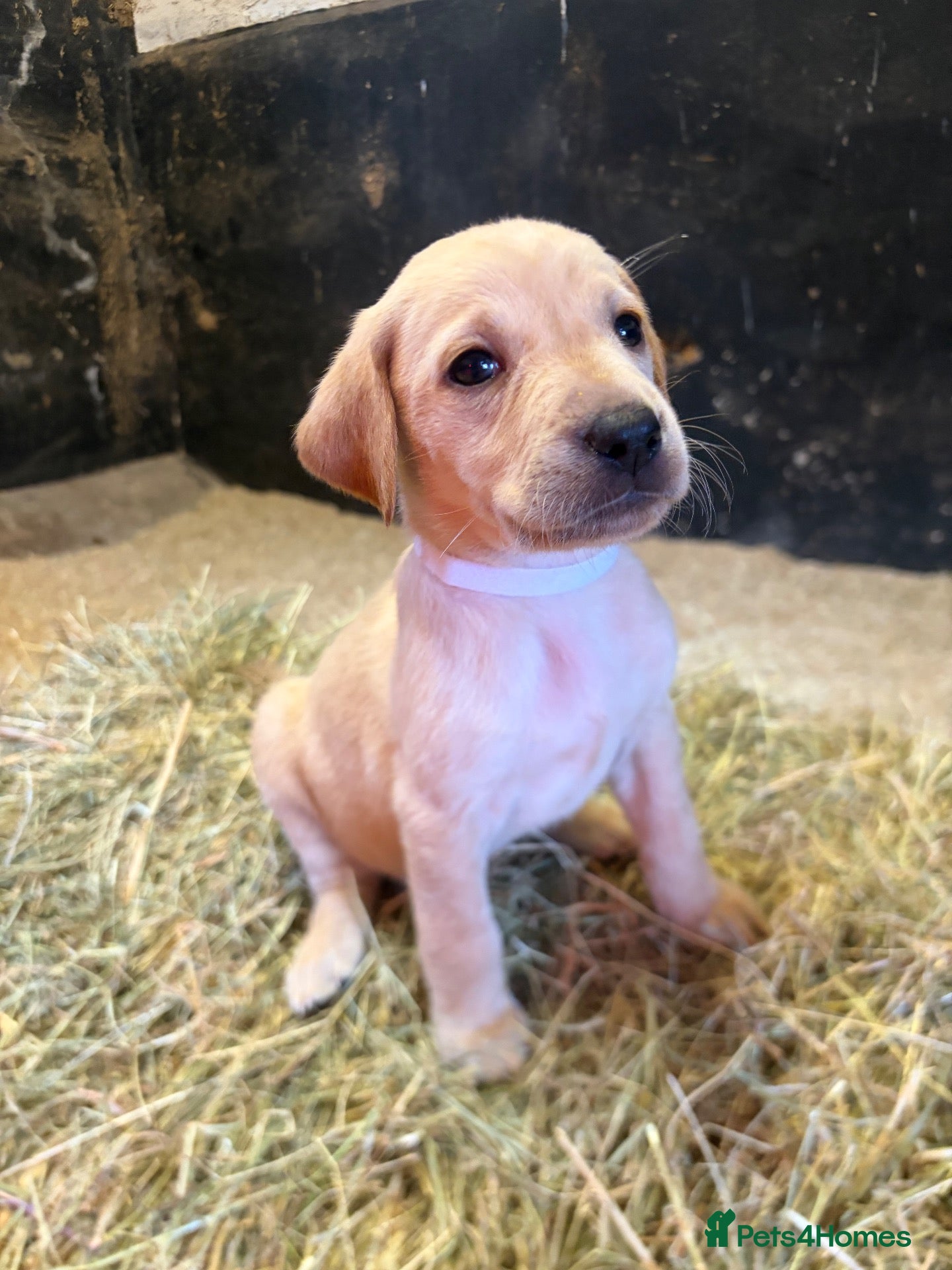 Mixed Breed dogs for sale: Vizslador puppies for sale - Advert 2
