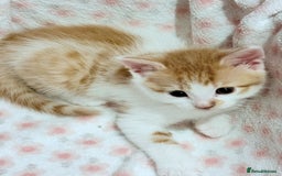 Scottish Fold cats for sale: Adorable Kittens Looking for Forever Homes! 🐾 - Image 3
