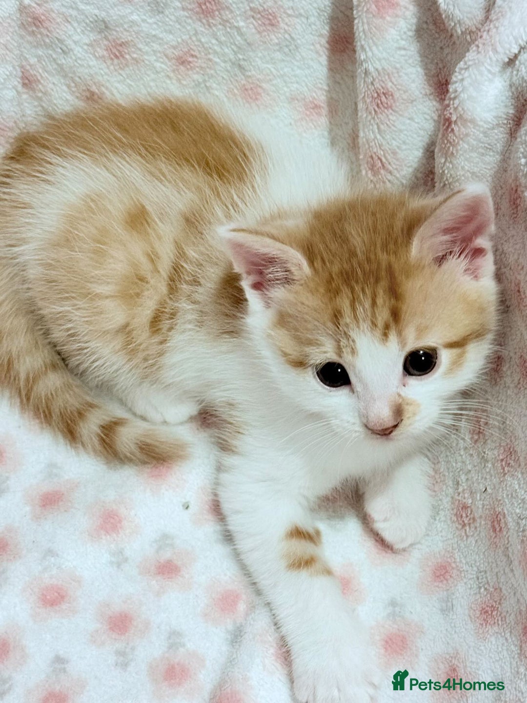 Scottish Fold cats for sale: Adorable Kittens Looking for Forever Homes! 🐾 - Image 3