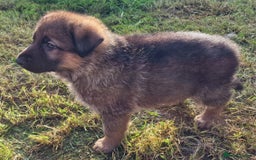 German Shepherd dogs for sale: KC reg German Shepherd Puppies - Family dogs - Image 5