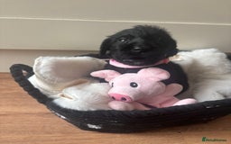 Labradoodle dogs for sale: F1 Labradoodles  - Image 8
