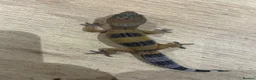Gecko reptiles for sale: Baby leopard geckos for sale   - Advert 12
