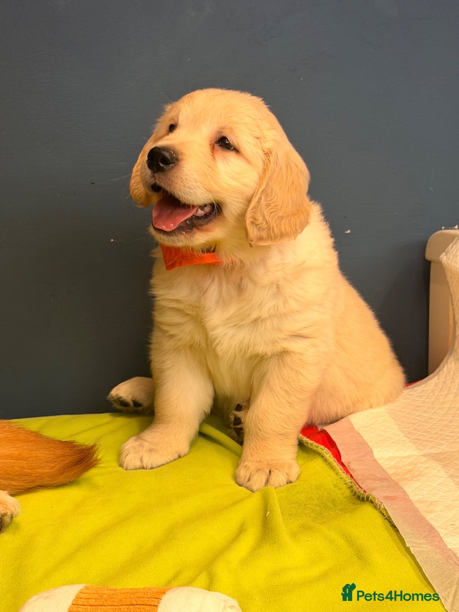 Golden Retriever dogs for sale: 🐶 Gorgeous Chunky type Golden Retriever Puppies🐶 - Advert 18