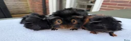 Guinea Pig rodents for sale: 3 x male guinea pigs ( Dad and his two sons )  - Advert 2