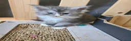 Maine Coon cats for sale: Maine coon kittens - Advert 7