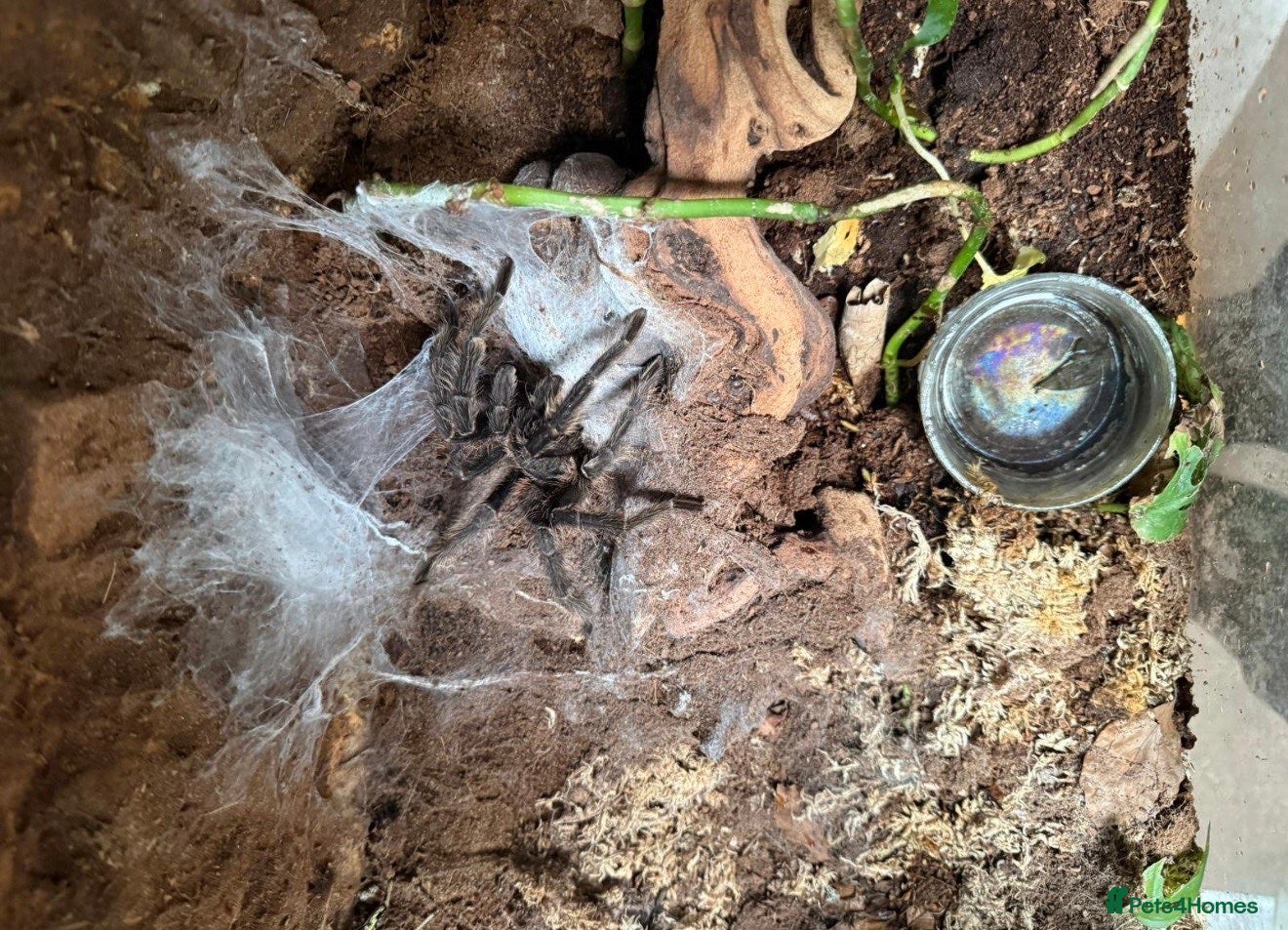 Tarantulas invertebrates for sale: Brazilian Salmon Pink Bird eater - Advert 3