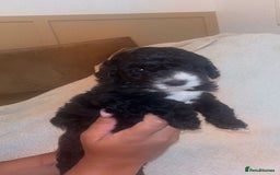 Cockapoo dogs for sale: Last female cockapoo puppy left  - Image 3