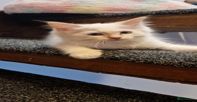Ragdoll cats - Advert 5