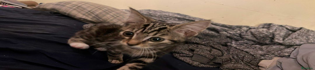 Mixed Breed Kitten 1