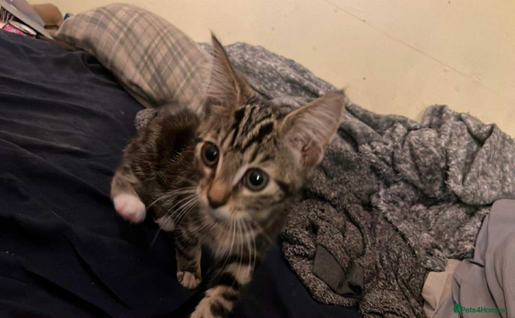 Mixed Breed cats - Advert 16