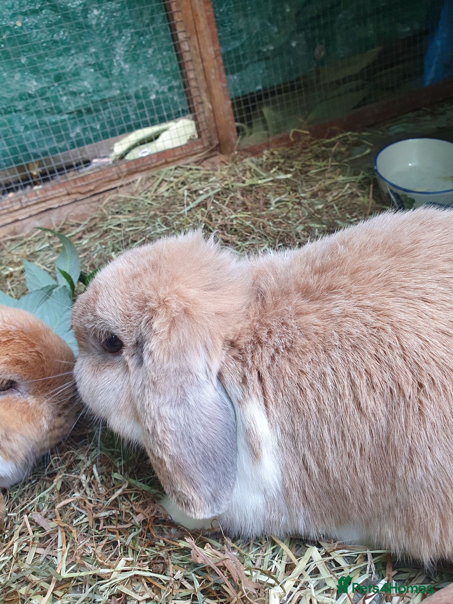 Mini Lop rabbits Spayed/neutered rabbits for adoption, vac Rhd2 - Advert 1