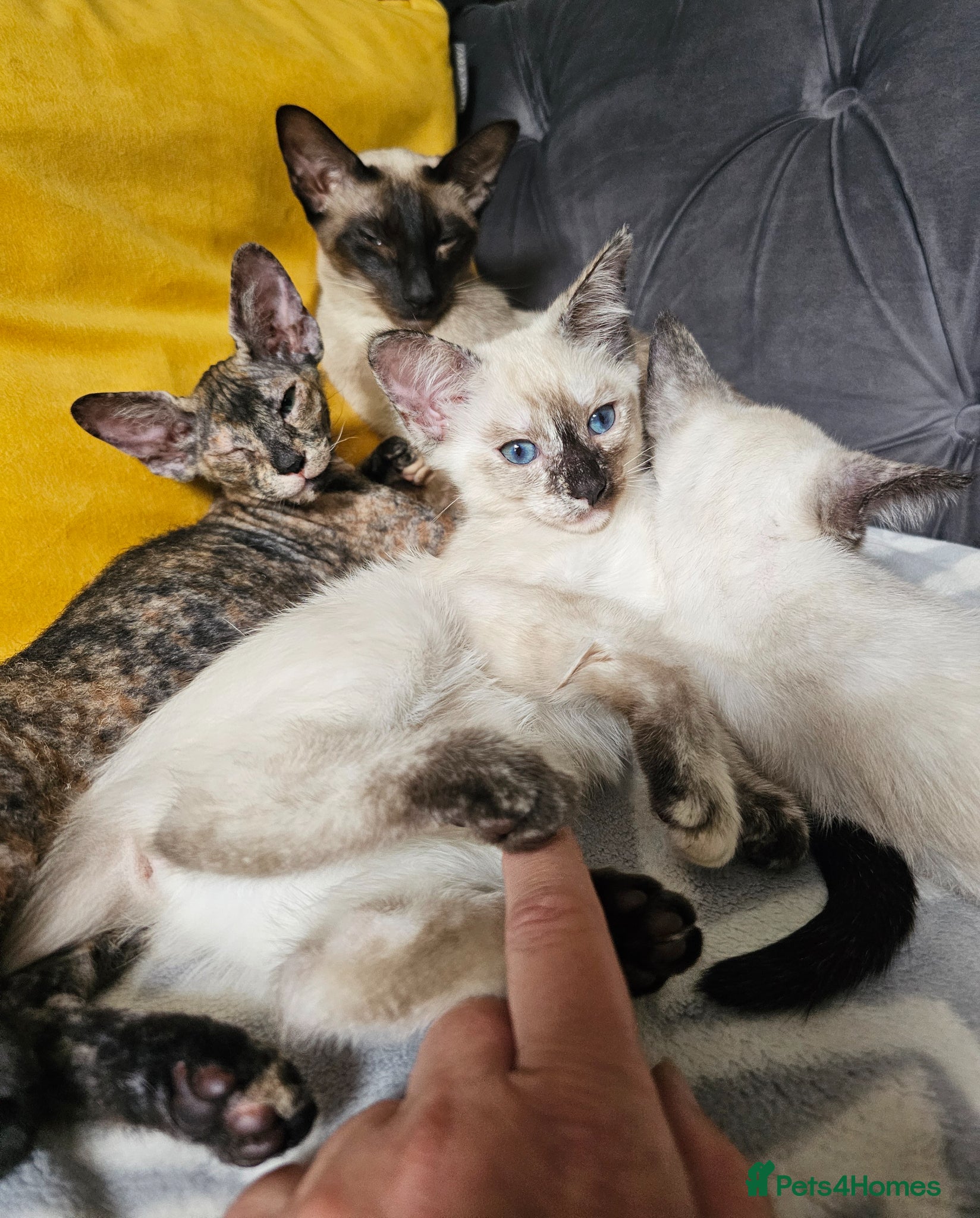 Sphynx cats for sale: Sphynx x Siamese young cat - Advert 13
