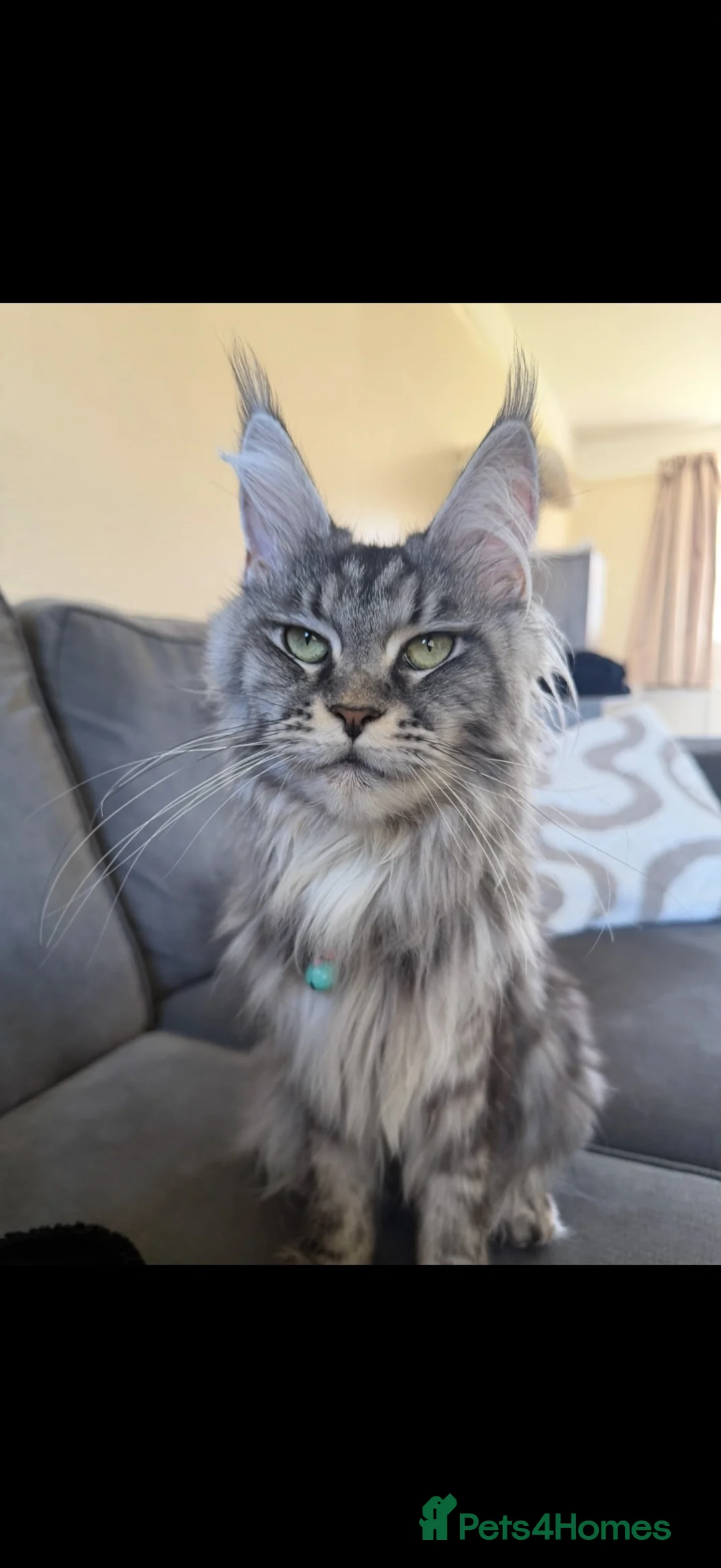 Maine Coon cats for sale: Lexi female Maine Coon - Advert 2