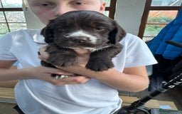 Cocker Spaniel dogs for sale: The most beautiful Working Cocker Puppies - Image 2
