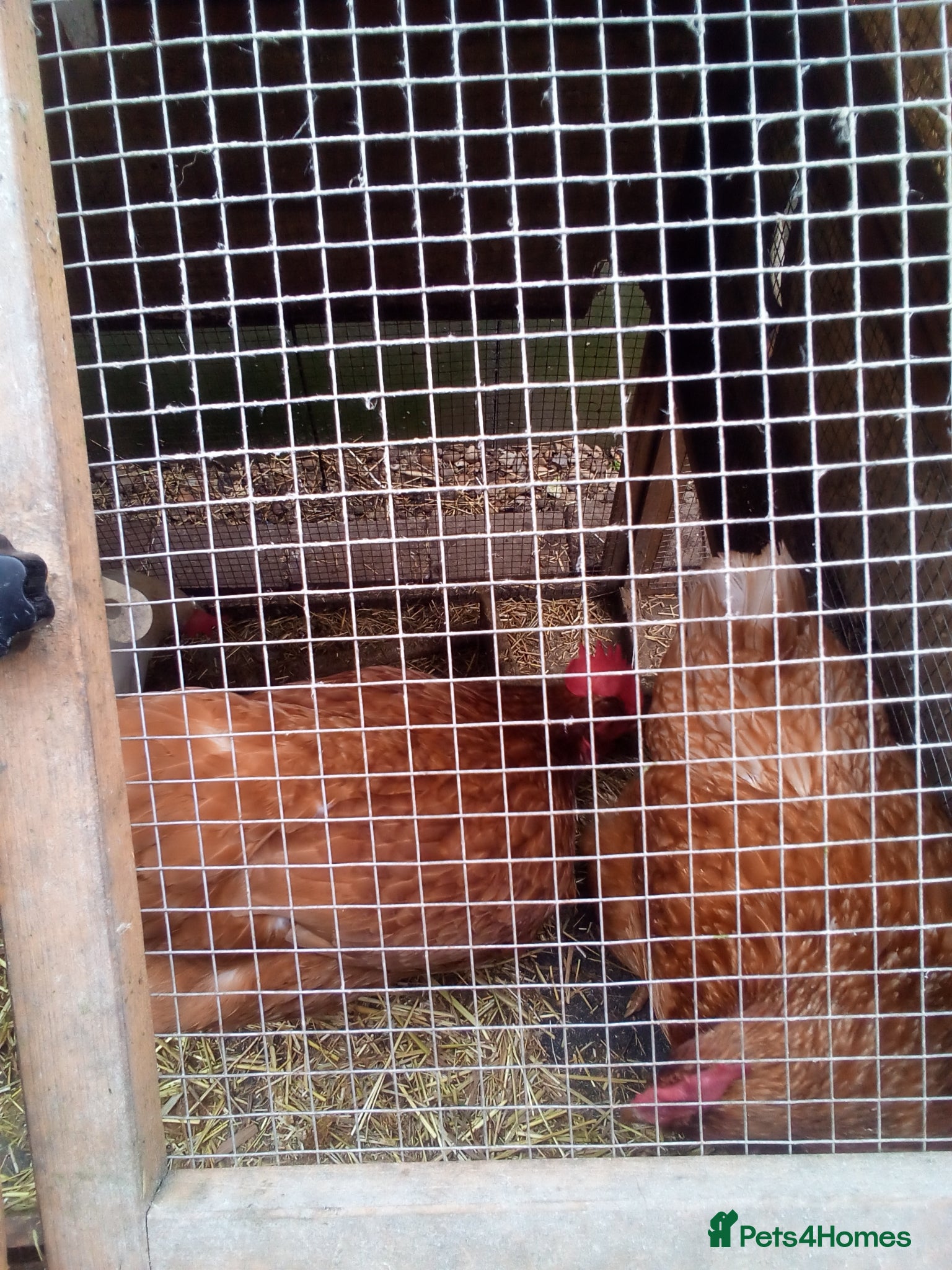 Chickens poultry Free chickens - Advert 2