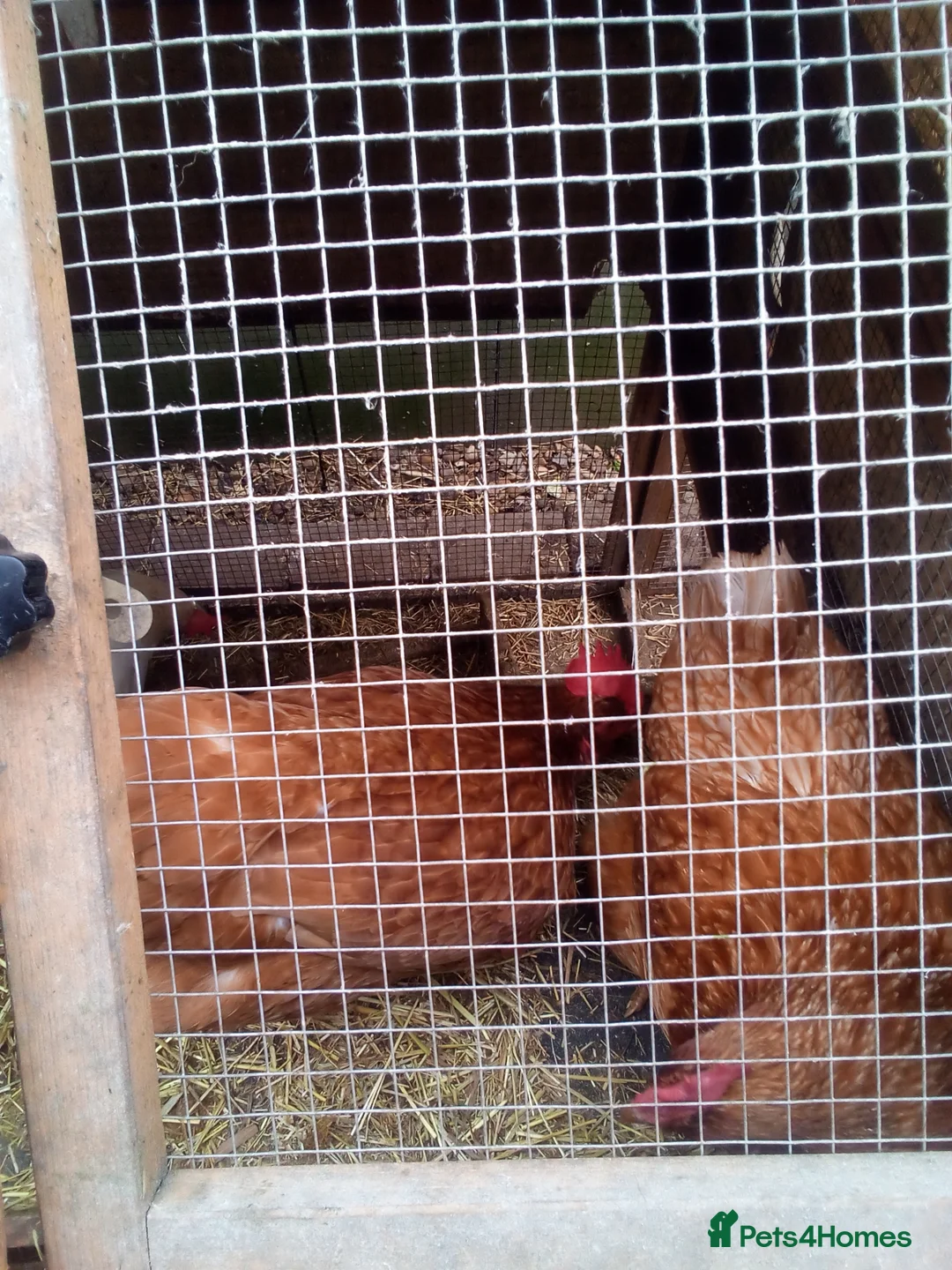 Chickens poultry for sale: Free chickens in Stamford - Advert 1