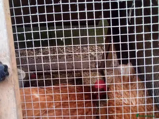 Chickens poultry Free chickens - Advert 2