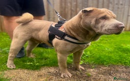 Shar Pei dogs for stud: EXPERIENCED LICAC DILUTE STUD **WELL PROVEN** in Wetherby - Image 17