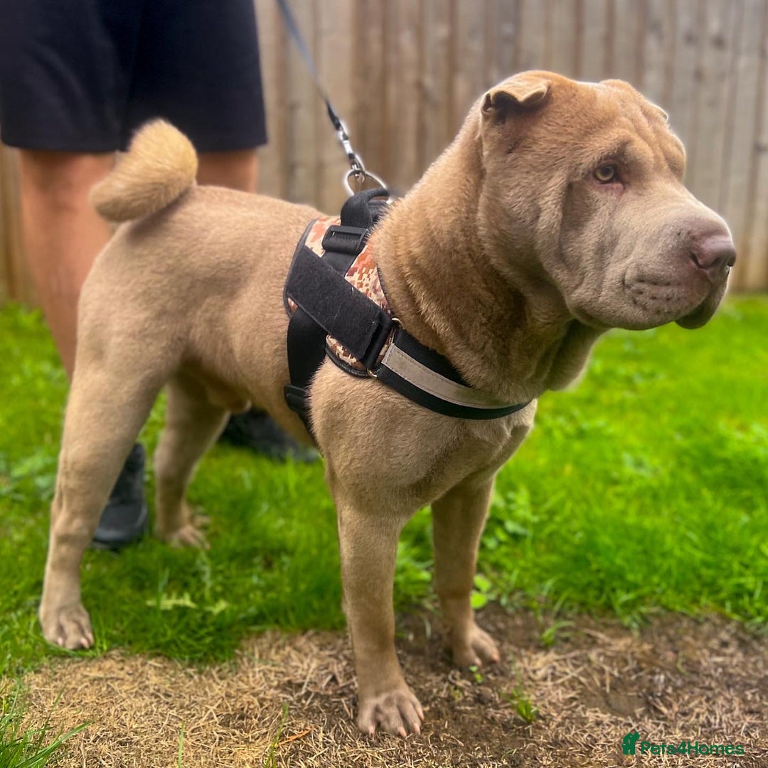 Shar Pei dogs for stud: EXPERIENCED LICAC DILUTE STUD **WELL PROVEN** in Wetherby - Image 17