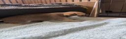 Chihuahua dogs for sale: Smooth coat chihuahua puppies  - Advert 11