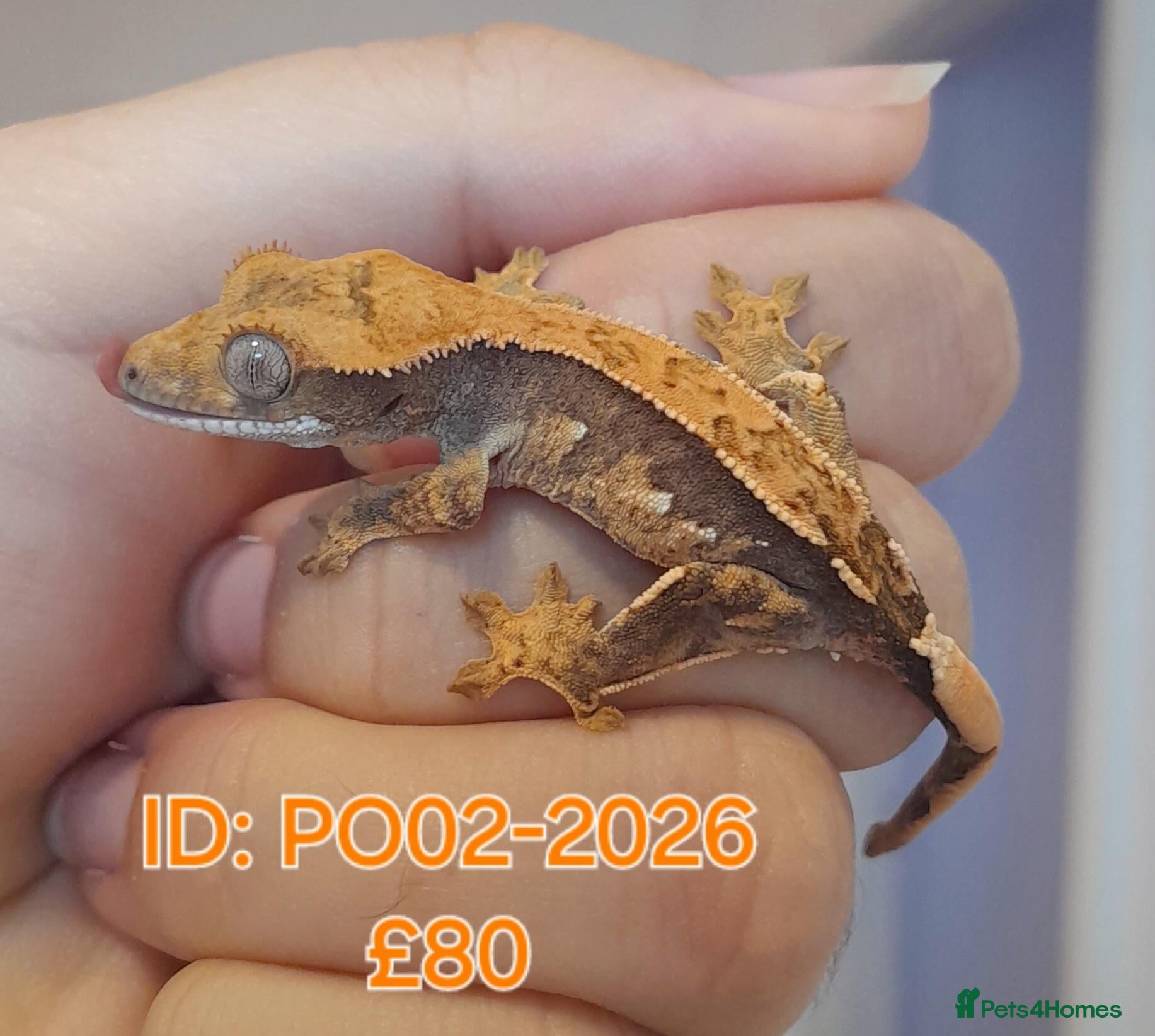 Gecko reptiles for sale: Juvinile Crested Geckos various morphs  - Advert 5