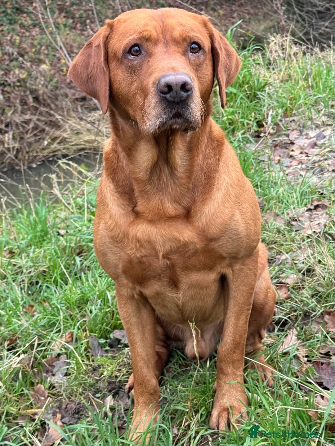 Labrador Retriever dogs for stud: PROVEN & FULLY HEALTH TESTED KC Dark Fox Red Stud  in York - Advert 29