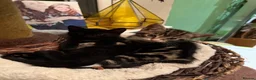 Mixed Breed cats for sale: Half Russian Blue kittens - Advert 9