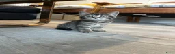 British Shorthair cats for sale: British short hair mix  in Romford - Advert 2